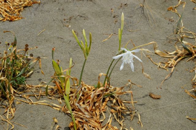 Pancratium maritimum (Amaryllidaceae)